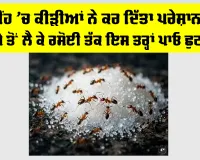 Ants In Sugar Container: ਕੀ ਮੀਂਹ ’ਚ ਕੀੜੀਆਂ ਨੇ ਕਰ ਦਿੱਤਾ ਪਰੇਸ਼ਾਨ? ਖੰਡ ਦੇ ਡੱਬੇ ਤੋਂ ਲੈ ਕੇ ਰਸੋਈ ਤੱਕ ਇਸ ਤਰ੍ਹਾਂ ਪਾਓ ਛੁਟਕਾਰਾ