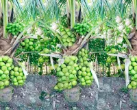 India Coconut Production: ਨਾਰੀਅਲ ਉਤਪਾਦਨ ’ਚ ਭਾਰਤ ਸਭ ਤੋਂ ਅੱਗੇ, ਵਿਸ਼ਵ ਪੱਧਰ ’ਤੇ ਹਿੱਸੇਦਾਰੀ 31 ਫੀਸਦੀ ਤੋਂ ਜ਼ਿਆਦਾ