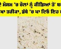 Keep Rice Safe From Insects: ਮੀਂਹ ਦੇ ਮੌਸਮ ’ਚ ਚੌਲਾਂ ਨੂੰ ਕੀਡਿਆਂ ਤੋਂ ਬਚਾਉਣ ਦਾ ਸੌਖਾ ਤਰੀਕਾ, ਡੱਬੇ ’ਚ ਪਾ ਦਿਓ ਇਹ ਚੀਜ਼ਾਂ