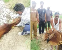Welfare Work: ਡੇਰਾ ਪ੍ਰੇਮੀਆਂ ਨੇ ਬੇਸਹਾਰਾ ਪਸ਼ੂ ਗੋਬਰ ਗੈਸ ਪਲਾਂਟ ’ਚੋਂ ਬਾਹਰ ਕੱਢਿਆ