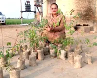 Birthday Tree Plantation: ਡੇਰਾ ਸ਼ਰਧਾਲੂ ਰੋਮੀ ਰਾਣੀ ਇੰਸਾਂ ਨੇ 37 ਪੌਦੇ ਲਗਾ ਕੇ ਜਨਮਦਿਨ ਬਣਾ ਦਿੱਤਾ ਖਾਸ 