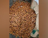 Pakistani Dry Dates: ਡੀਆਰਆਈ ਦੀ ਵੱਡੀ ਕਾਰਵਾਈ, ਯੂਏਈ ਰਾਹੀਂ ਭਾਰਤ ਪਹੁੰਚੀਆਂ 362 ਟਨ ਪਾਕਿਸਤਾਨੀ ਸੁੱਕੀਆਂ ਖਜੂਰ ਜ਼ਬਤ