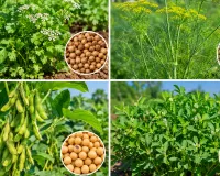 Agriculture News: ਸਰਦੀਆਂ ਦੇ ਮੇਵੇ ਧਨੀਆ, ਸੌਂਫ, ਸੋਏ, ਮੇਥੇ ਦੀ ਕਾਸ਼ਤ ਦੇ ਸੁਚੱਜੇ ਢੰਗ