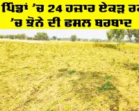 Heavy Rainfall: 41 ਪਿੰਡਾਂ ’ਚ 24 ਹਜ਼ਾਰ ਏਕੜ ਰਕਬੇ ’ਚ ਝੋਨੇ ਦੀ ਫਸਲ ਬਰਬਾਦ