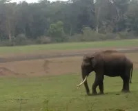 Kerala Wild Elephant Deaths: ਕੇਰਲ ’ਚ ਜੰਗਲੀ ਹਾਥੀਆਂ ਦੀਆਂ ਲਗਾਤਾਰ ਹੋ ਰਹੀਆਂ ਮੌਤਾਂ ਨਾਲ ਸਨਸਨੀ, CBI ਜਾਂਚ ਦੀ ਮੰਗ