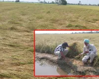 Rain Today: ਭਾਰੀ ਮੀਂਹ ਤੇ ਗੜੇਮਾਰੀ ਨੇ ਪਿੰਡ ਵਾਂਦਰ ਜਟਾਣਾ ਚ ਝੋਨੇ ਦੀ ਫ਼ਸਲ ਕੀਤੀ ਤਬਾਹ, ਕਿਸਾਨਾਂ ਨੇ ਮੁਆਵਜ਼ੇ ਦੀ ਮੰਗ ਕੀਤੀ