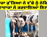 Welfare Work: ਅਵਾਰਾ ਕੁੱਤਿਆਂ ਨੇ ਵੱਛੇ ਨੂੰ ਨੋਚਿਆ, ਸੇਵਾਦਾਰਾਂ ਨੇ ਕਰਵਾਇਆ ਇਲਾਜ