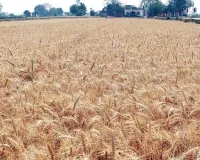Wheat Farming: ਕਣਕ ਦੀ ਭਰਪੂਰ ਪੈਦਾਵਾਰ ਦੀ ਤਿਆਰੀ: ਉੱਨਤ ਕਿਸਮਾਂ ਚੁਣੋ, ਸਹੀ ਸਮੇਂ ’ਤੇ ਬਿਜਾਈ ਕਰੋ, ਖਾਦ ਦਾ ਸੰਤੁਲਨ ਰੱਖੋ  
