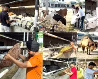 World Animal Welfare Day: ਵਰਲਡ ਐਨੀਮਲ ਵੈਲਫੇਅਰ ਡੇਅ ਮੌਕੇ ਐੱਮਐੱਸਜੀ ਆਈਟੀ ਵਿੰਗ ਵੱਲੋਂ 2 ਕੁਇੰਟਲ ਹਰਾ ਚਾਰਾ ਪਾ ਕੇ ਕੀਤੀ ਪਸ਼ੂ ਸੇਵਾ