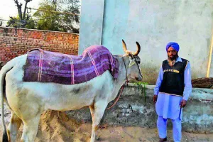 ਪਿੰਡ ਬਾਂਡੀ ‘ਚ ਅਗਿਆਤ ਬਿਮਾਰੀ ਨਾਲ ਇੱਕ ਦਰਜਨ ਪਸ਼ੂ ਮਰੇ