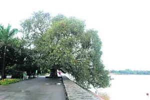 ਸੁਖਨਾ ਝੀਲ ਦੇ ਪੁਰਾਤਨ ਪਿੱਪਲ ਦੀ ਆਤਮਕਥਾ