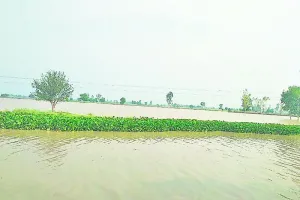 ਡਰੇਨ ‘ਚ ਆਏ ਪਾਣੀ ਕਾਰਨ ਝੋਨੇ ਦੀ ਕਈ ਏਕੜ ਫਸਲ ਡੁੱਬੀ