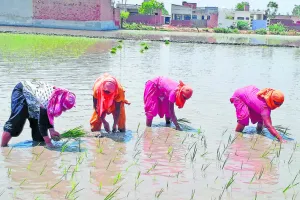 ਝੋਨੇ ਦੇ ਭਾਅ ‘ਚ ਵਾਧਾ : ਫਸਲੀ ਵਿਭਿੰਨਤਾ ਖੂਹ ਖਾਤੇ ਪੈਣ ਦੇ ਆਸਾਰ