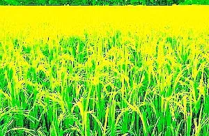ਪਰਾਲੀ ਦੇ ਨਿਪਟਾਰੇ ਲਈ ਕਿਸਾਨਾਂ ਨੂੰ ਹੁਣ ਤੱਕ 7337 ਖੇਤੀ ਮਸ਼ੀਨਾਂ ਤੇ ਸੰਦ ਮੁਹੱਈਆ ਕਰਵਾਏ