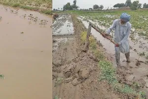 ਮੀਂਹ ਤੋਂ ਬਾਅਦ ਝੋਨੇ ਦੀ ਲਵਾਈ ਨੂੰ ਮਿਲਿਆ ਹੁਲਾਰਾ