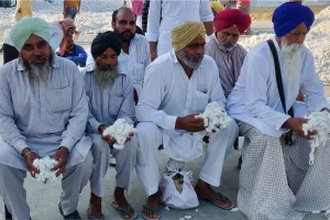 ਭਾਰਤੀ ਕਪਾਹ ਨਿਗਮ ਦੀ ਗੈਰਹਾਜ਼ਰੀ ‘ਚ ਨਰਮੇ ਦੀ ਕਿਸਮਤ ‘ਫੁੱਟੀ’