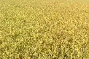 ਸੂਬੇ ਵਿੱਚ 108.53 ਲੱਖ ਮੀਟ੍ਰਿਕ ਟਨ ਝੋਨੇ ਦੀ ਹੋਈ ਖ਼ਰੀਦ