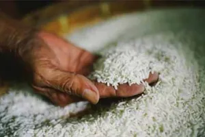 ਰਿਵਾਲਵਰ ਦੀ ਨੋਕ ‘ਤੇ ਸ਼ੈਲਰ ‘ਚੋਂ 524 ਗੱਟੇ ਚਾਵਲ ਚੋਰੀ