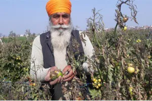 ਟਮਾਟਰਾਂ ਦੀ ਫ਼ਸਲ ਨੂੰ ਫਲੈਗ ਬਿਮਾਰੀ ਪੈਣ ਕਾਰਨ ਹੋਏ ਤਬਾਅ