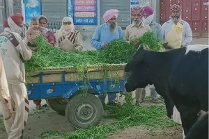 ਬੇਸਹਾਰਾ ਪਸ਼ੂਆਂ ਲਈ ਫਰਿਸ਼ਤੇ ਬਣ ਬਹੁੜੇ ਡੇਰਾ ਪ੍ਰੇਮੀ