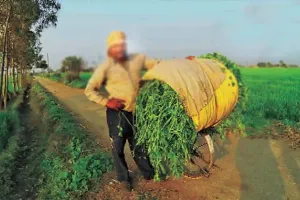 ਵੱਖਰਾ ਨਜ਼ਾਰਾ ਸੀ ਸਾਈਕਲ ‘ਤੇ ਪੱਠੇ ਲਿਆਉਣ ਦਾ