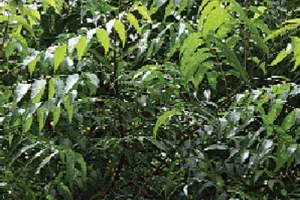 ਨਿੰਮ ਦੇ ਪੱਤੇ (Neem leaves)