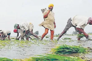 ਬਹੁਤ ਅਹਿਮ ਹੈ ਝੋਨੇ ਦੀ ਬਿਜਾਈ ਲਈ ਵਿਉਂਤਬੰਦੀ