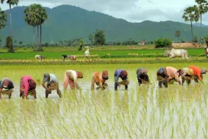 ਪੰਜਾਬ ਅੰਦਰ ਝੋਨੇ ਦੀ ਲਵਾਈ ਅੱਜ ਤੋਂ, ਪਾਵਰਕੌਮ ਦਾ ਇਮਤਿਹਾਨ ਸ਼ੁਰੂ