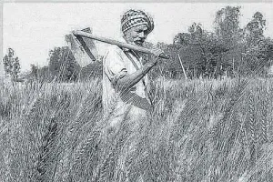 ਝੰਡਾ ਕਿਰਸਾਨੀ ਦਾ