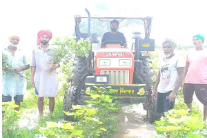 ਚਿੱਟੇ ਤੇਲੇ ਤੇ ਸੁੰਡੀ ਦੇ ਹਮਲੇ ਕਾਰਨ ਨਰਮੇ ਦੀ ਫਸਲ ਵਾਹੀ