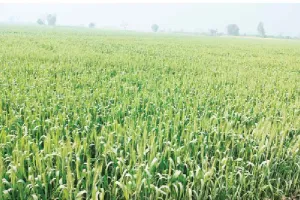 ਪਿਛਲੇ ਸਾਲ ਨਾਲੋਂ ਕਣਕ ਹੇਠ ਰਕਬਾ ਘੱਟ ਪਰ ਵਿਭਾਗ ਨੇ ਮਿਥਿਆ ਵੱਧ ਝਾੜ ਦਾ ਟੀਚਾ
