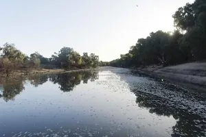 ਆਸਟਰੇਲੀਆ ’ਚ ਗਰਮੀ ਦਾ ਕਹਿਰ, ਲੱਖਾਂ ਮੱਛੀਆਂ ਮਰੀਆਂ