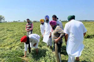 ਵਿਧਾਇਕ ਦੇਵਮਾਨ ਨੇ ਫਸਲਾਂ ਦੇ ਨੁਕਸਾਨ ਦਾ ਲਿਆ ਜਾਇਜ਼ਾ 