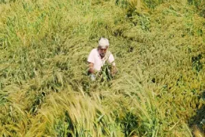 ਕਿਸਾਨਾਂ ’ਤੇ ਕੁਦਰਤ ਦਾ ਕਹਿਰ