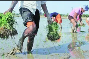 ਖੇਤੀਬਾੜੀ ਵਿਭਾਗ ਵੱਲੋਂ ਕਿਸਾਨਾਂ ਨੂੰ ਝੋਨੇ ਤੇ ਬਾਸਮਤੀ ਦੀ ਸਿੱਧੀ ਬਿਜਾਈ ਕਰਨ ਦੀ ਅਪੀਲ
