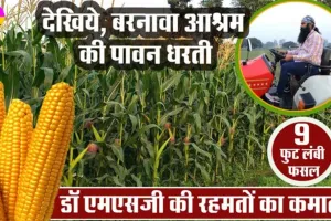 ਦੇਖੋ, ਬਰਨਾਵਾ ਆਸ਼ਰਮ ਦੀ ਪਵਿੱਤਰ ਧਰਤੀ, ਜਿੱਥੇ ਐੱਮਐੱਸਜੀ ਦੀਆਂ ਰਹਿਮਤਾਂ ਦੀ ਹੋ ਰਹੀ ਐ ਕਮਾਲ