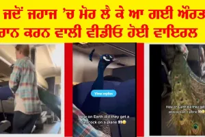 ਤੇ ਜਦੋਂ ਮੋਰ ਲੈ ਕੇ ਜਹਾਜ ’ਚ ਆ ਗਈ ਔਰਤ…, ਵੀਡੀਓ ਵਾਇਰਲ