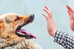 ਜਾਨਵਰ ਦੇ ਕੱਟਣ ਨੂੰ ਅਣਦੇਖਿਆ ਨਾ ਕਰੋ