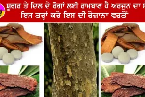 Arjuna Bark Benefits : ਸ਼ੁਗਰ ਅਤੇ ਦਿਲ ਦੇ ਰੋਗਾਂ ਲਈ ਰਾਮਬਾਣ ਹੈ ਅਰਜੁਨ ਦਾ ਸੱਕ, ਇਸ ਤਰ੍ਹਾਂ ਕਰੋ ਇਸ ਦੀ ਰੋਜ਼ਾਨਾ ਵਰਤੋਂ