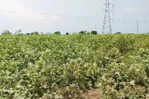 ਹਲਕੇ ਮੀਂਹ ਨਾਲ ਭਾਦੋਂ ਦੀ ਗਰਮੀ ਤੋਂ ਛੁਟਕਾਰਾ