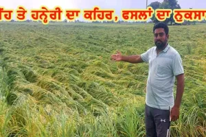 ਤੇਜ਼ ਹਨ੍ਹੇਰੀ ਤੇ ਮੀਂਹ ਨਾਲ ਪੱਕੀ ਝੋਨੇ ਦੀ ਫ਼ਸਲ ਨੁਕਸਾਨੀ