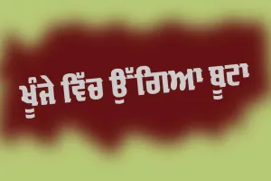 ਖੂੰਜੇ ਵਿੱਚ ਉੱਗਿਆ ਬੂਟਾ