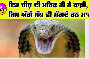 ਇਹ ਚੀਜ਼ ਦੀ ਮਹਿਕ ਹੀ ਕਾਫੀ, ਜਿਸ ਅੱਗੇ ਸੱਪ ਵੀ ਮੰਗਦੇ ਹਨ ਮਾਫੀ