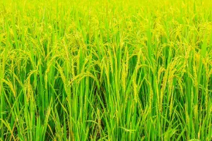 Pusa 44: ਸਰਕਾਰ ਨੇ ਪੂਸਾ 44 ਝੋਨੇ ਦੀ ਬਿਜਾਈ ’ਤੇ ਲਿਆ ਨਵਾਂ ਫੈਸਲਾ