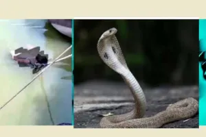 Viral Video : ਸੱਪ ਦੇ ਡੰਗਣ ਨਾਲ ਵਿਅਕਤੀ ਦੀ ਮੌਤ, ਚਮਤਕਾਰ ਵੇਖਣ ਲਈ ਪਰਿਵਾਰ ਨੇ ਲਾਸ਼ ਗੰਗਾ ‘ਚ ਸੁੱਟੀ….!