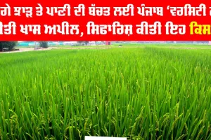 ਚੰਗੇ ਝਾੜ ਤੇ ਪਾਣੀ ਦੀ ਬੱਚਤ ਲਈ ਪੰਜਾਬ ‘ਵਰਸਿਟੀ ਨੇ ਕੀਤੀ ਖਾਸ ਅਪੀਲ, ਸਿਫਾਰਿਸ਼ ਕੀਤੀ ਇਹ ਕਿਸਮ
