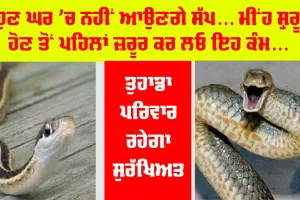 ਹੁਣ ਘਰ ’ਚ ਨਹੀਂ ਆਉਣਗੇ ਸੱਪ… ਮੀਂਹ ਸ਼ੁਰੂ ਹੋਣ ਤੋਂ ਪਹਿਲਾਂ ਜ਼ਰੂਰ ਕਰ ਲਓ ਇਹ ਕੰਮ, ਤੁਹਾਡਾ ਪਰਿਵਾਰ ਰਹੇਗਾ ਸੁਰੱਖਿਅਤ