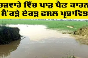 Canal News: ਰਜਵਾਹੇ ’ਚ ਪਿਆ ਪਾੜ, ਕਿਸਾਨਾਂ ਦੀ ਸੈਂਕੜੇ ਏਕੜ ਫ਼ਸਲ ਤਬਾਹ