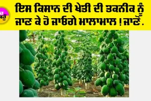 Kisan News: ਇਸ ਕਿਸਾਨ ਦੀ ਖੇਤੀ ਦੀ ਤਕਨੀਕ ਨੂੰ ਜਾਣ ਕੇ ਹੋ ਜਾਓਗੇ ਮਾਲਾਮਾਲ! ਜਾਣੋ…