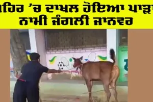 Animal News: ਸ਼ਹਿਰੀ ਖੇਤਰ ’ਚ ਪਾੜਾ ਨਾਮੀ ਜੰਗਲੀ ਜੀਵ ਹੋਇਆ ਦਾਖਲ